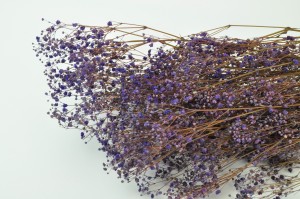 preserved-gypsophila-8.