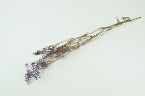 preserved-gypsophila-8.