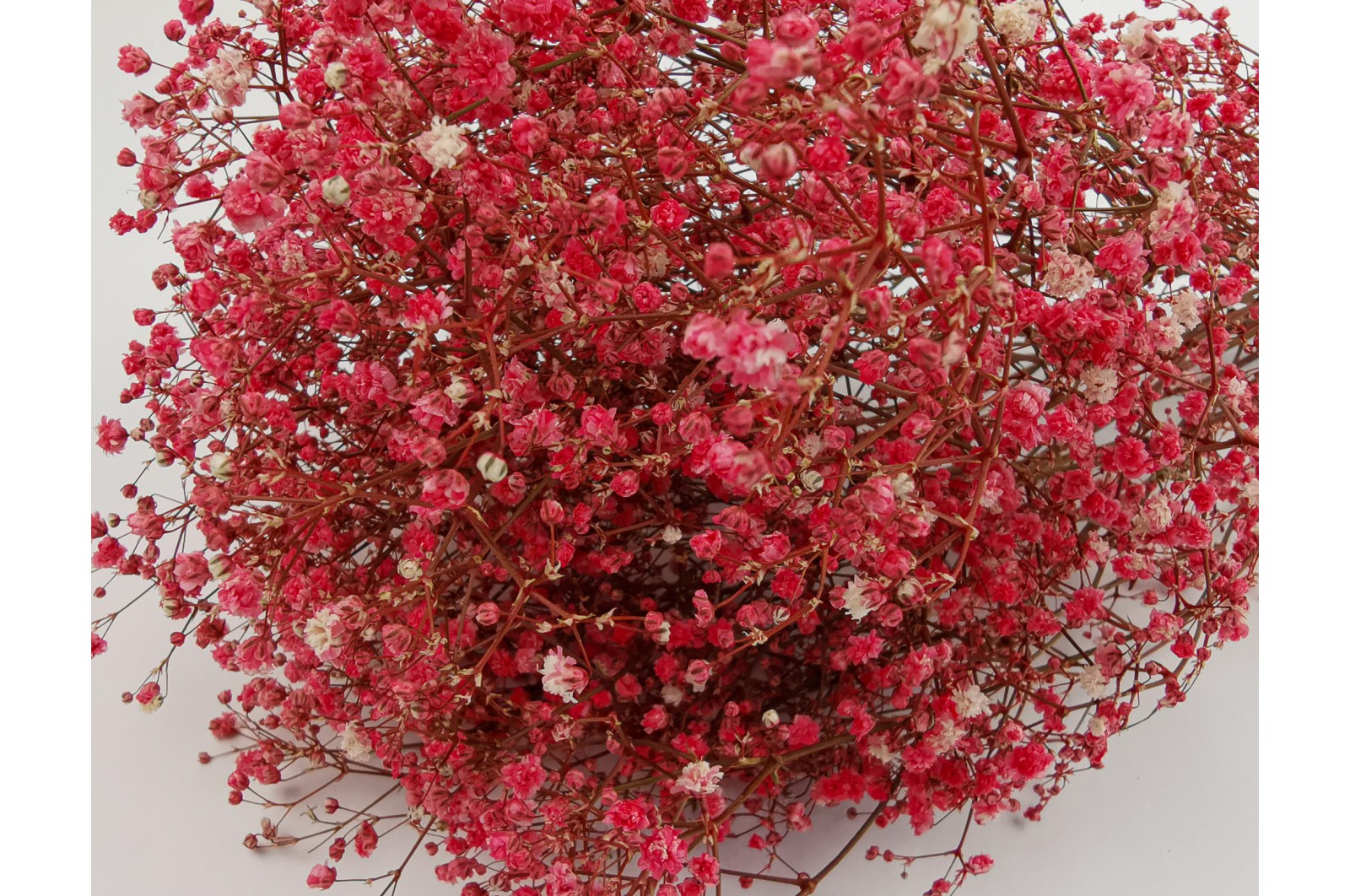 Preserved Gypsophila paniculata (14) Preserved Gypsophila paniculata (14)