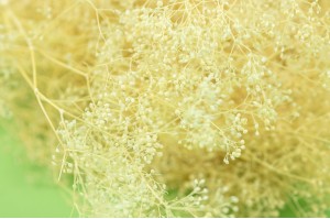 mini-gypsophile-stabilise-7