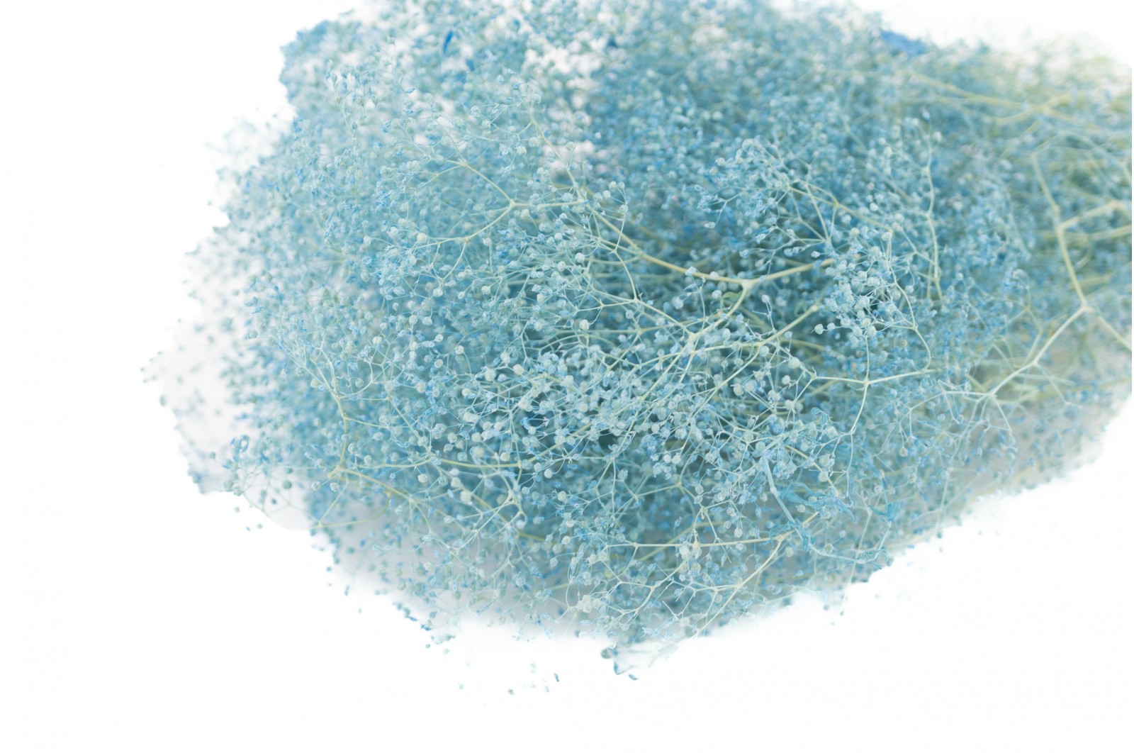 Stabilisiertes Mini Gipskraut (8) stabilisiertes-mini-gipskraut-8