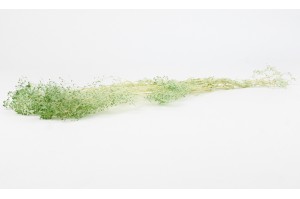 mini-gypsophile-stabilise-8.