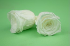 preserved-rose-heads-19.