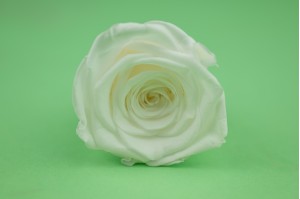 preserved-rose-heads-19.