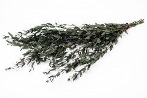 stabilisierte-eukalyptus-parvifolia-11