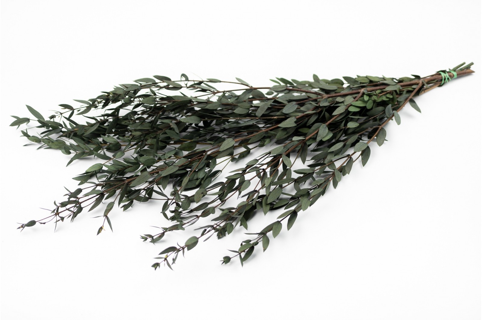 Preserved Eucalyptus parvifolia (11) Preserved Eucalyptus parvifolia (11)