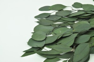 eucalyptus-populus-stabilise-11