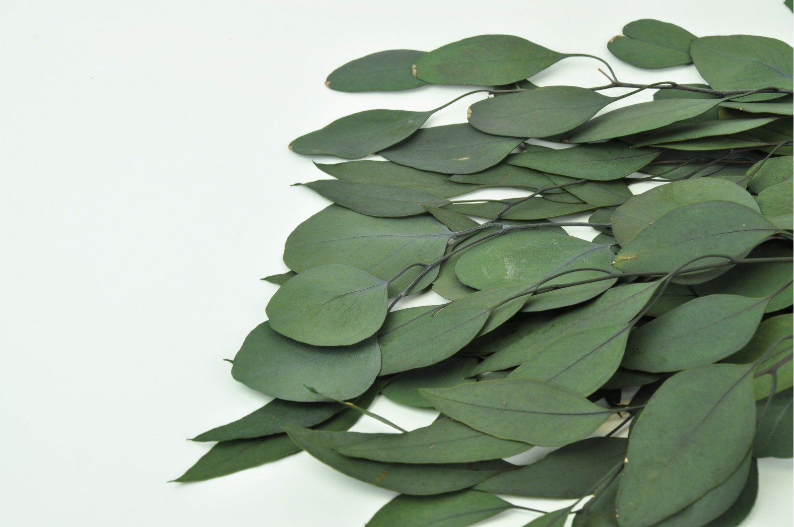 Preserved Eucalyptus populus (11) Preserved Eucalyptus populus (11)