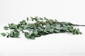 eucalyptus-stuartiana-stabilise-11.