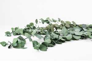 eucalyptus-stuartiana-stabilise-11.