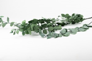 eucalyptus-stuartiana-stabilise-11.