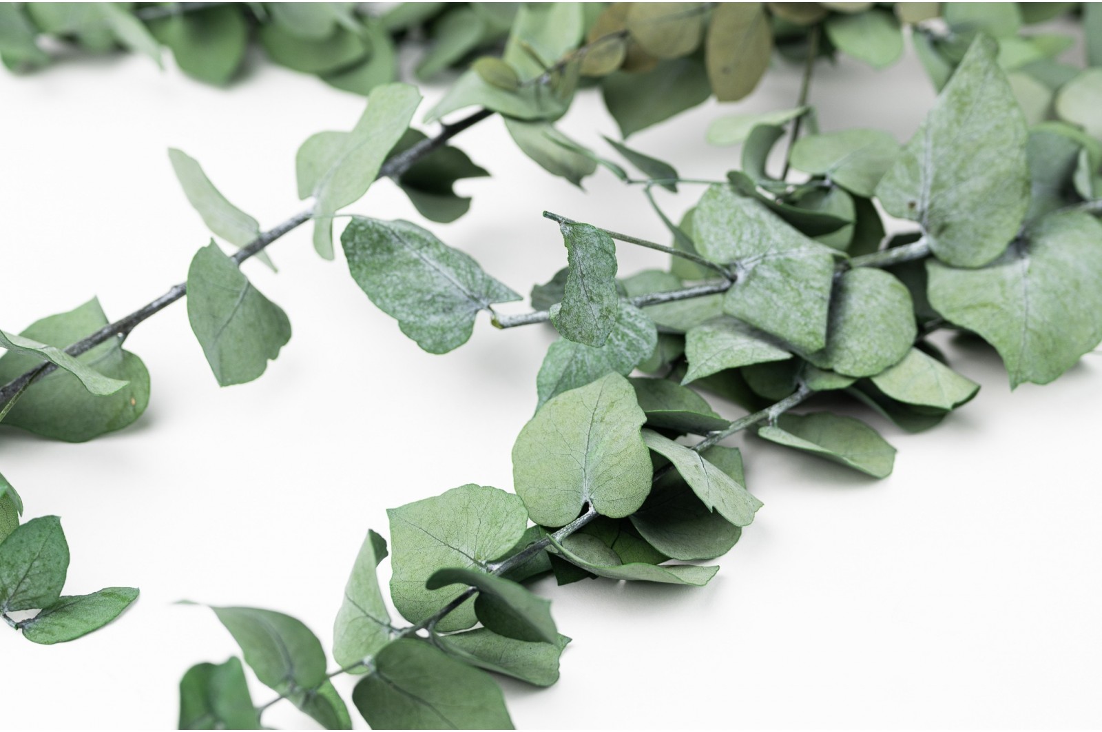Preserved Eucalyptus stuartiana (11) preserved-eucalyptus-stuartiana-11