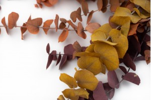 stabilisierte-eukalyptus-stuartiana-11