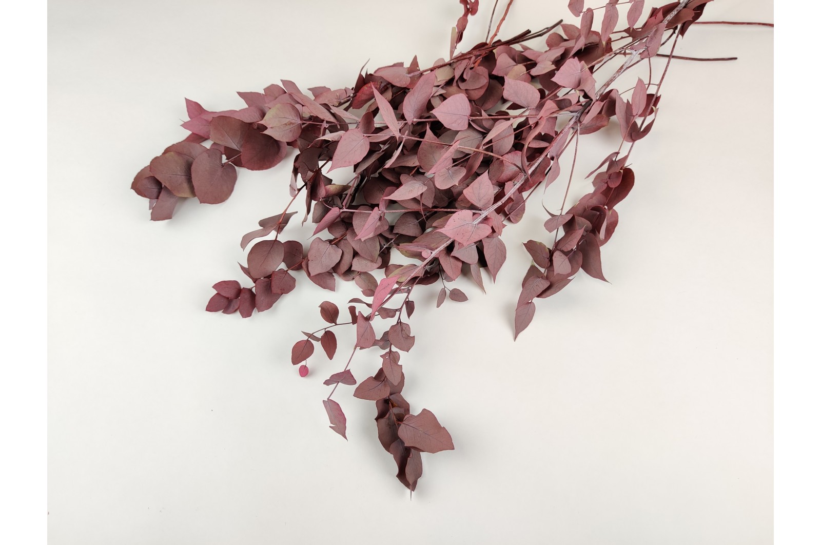 PHOCEALYS │Preserved Eucalyptus stuartiana│Sale to pros│Wholesaler of