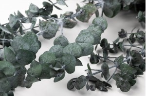 stabilisierte-eukalyptus-baby-11
