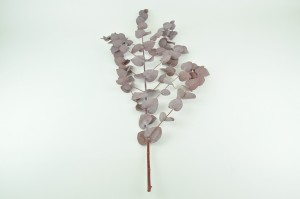 preserved-eucalyptus-cinerea-6.