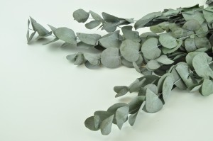 stabilisierte-eukalyptus-cinerea-11