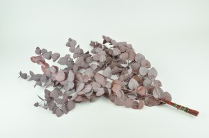 eucalyptus-cinerea-stabilise-6.