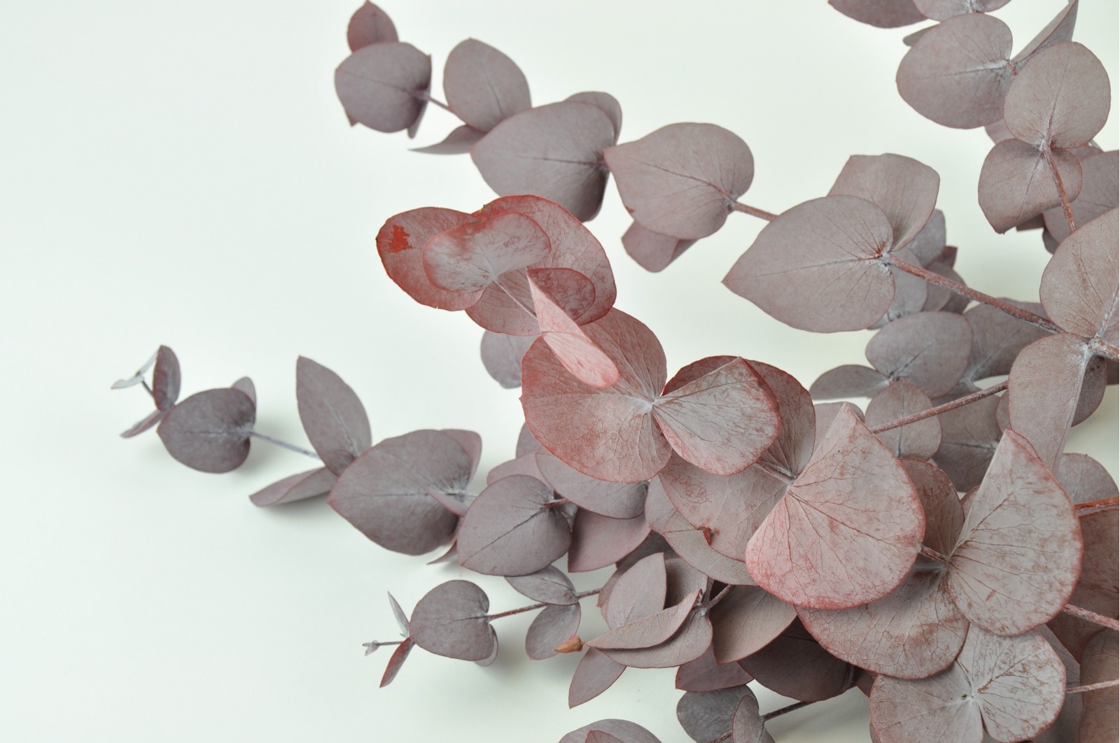 Preserved Eucalyptus Cinerea (6) preserved-eucalyptus-cinerea-6