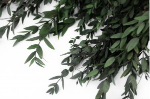 Eucalyptus parvifolia stabilisé (6)