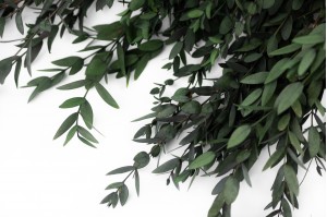 preserved-eucalyptus-parvifolia-11