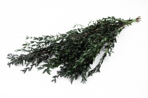 preserved-eucalyptus-parvifolia-6.