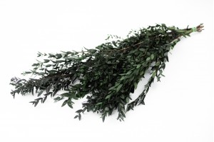 stabilisierte-eukalyptus-parvifolia-6.