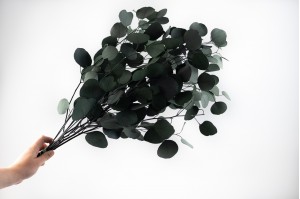 stabilisierte-eukalyptus-populus-11.
