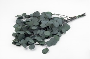 stabilisierte-eukalyptus-populus-11.