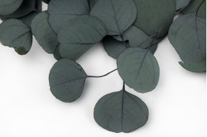 stabilisierte-eukalyptus-populus-6
