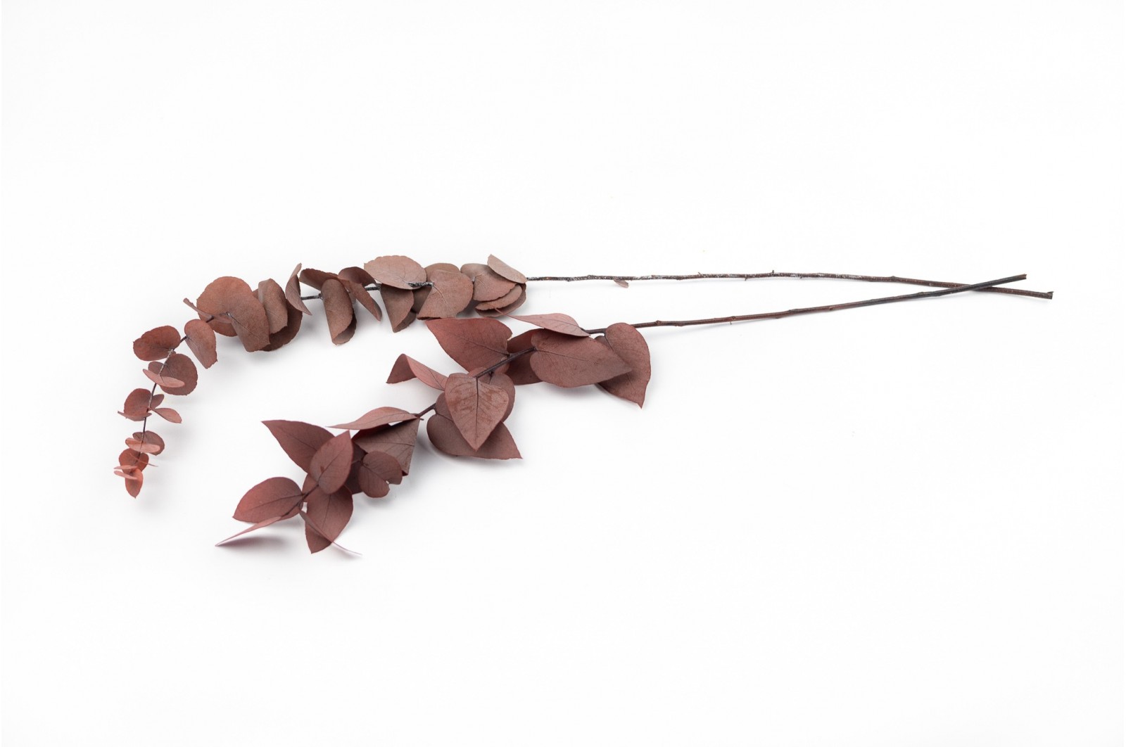 PHOCEALYS │Preserved Eucalyptus stuartiana│Sale to pros│Wholesaler