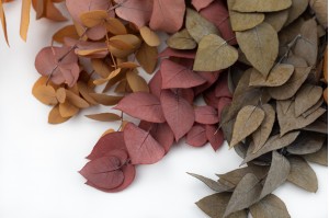 eucalyptus-stuartiana-stabilise-6