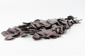 preserved-small-eucalyptus-cinerea-14.