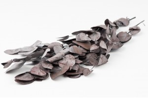 preserved-small-eucalyptus-cinerea-14.
