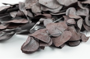 mini-eucalyptus-cinerea-stabilise-14