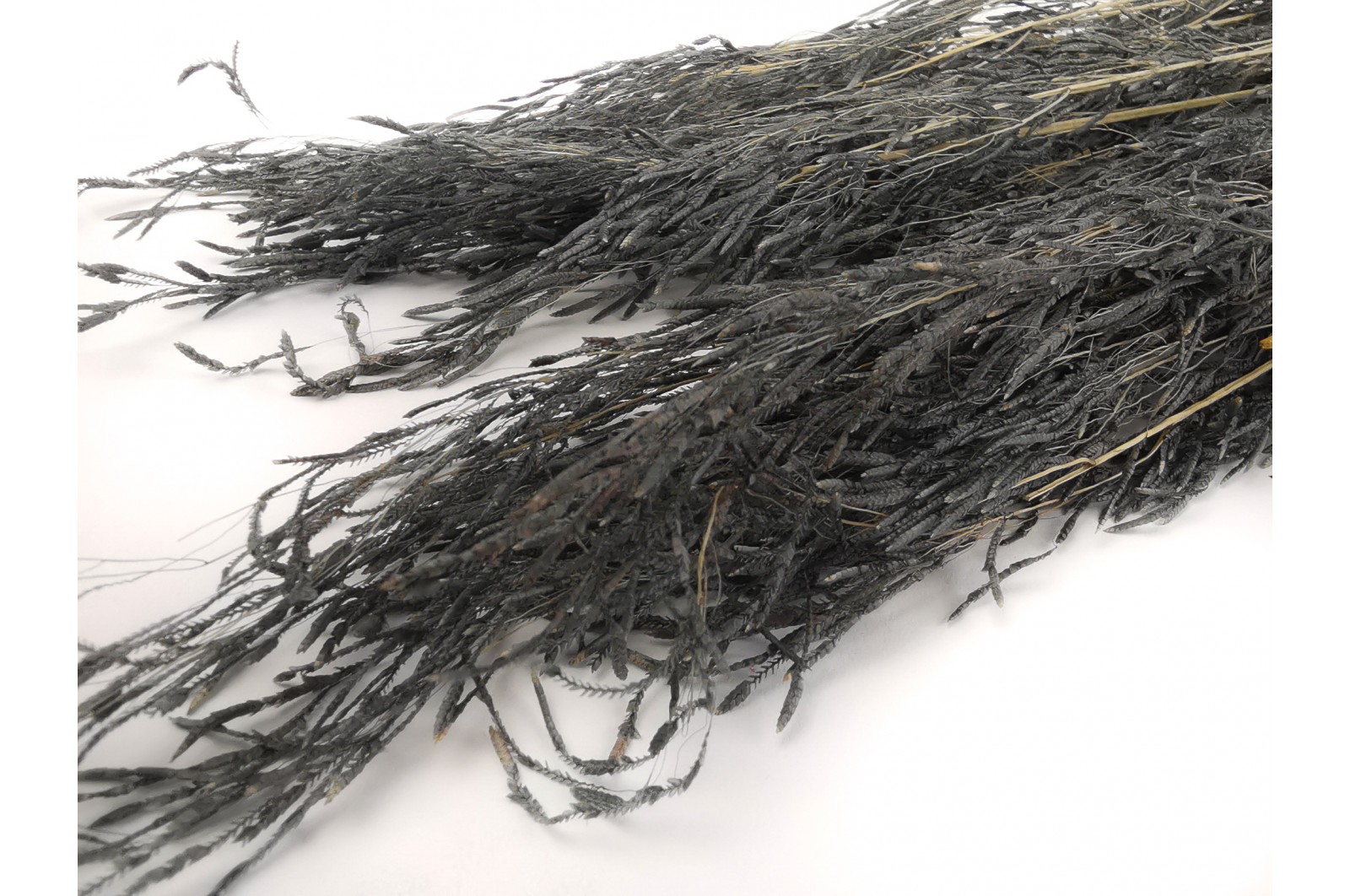 Dried briza segro (20) Dried briza segro (20)