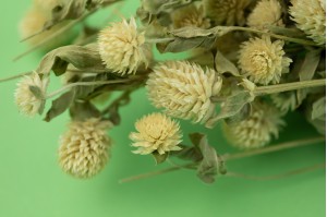 dried-gromphrena-12