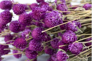 dried-gromphrena-19