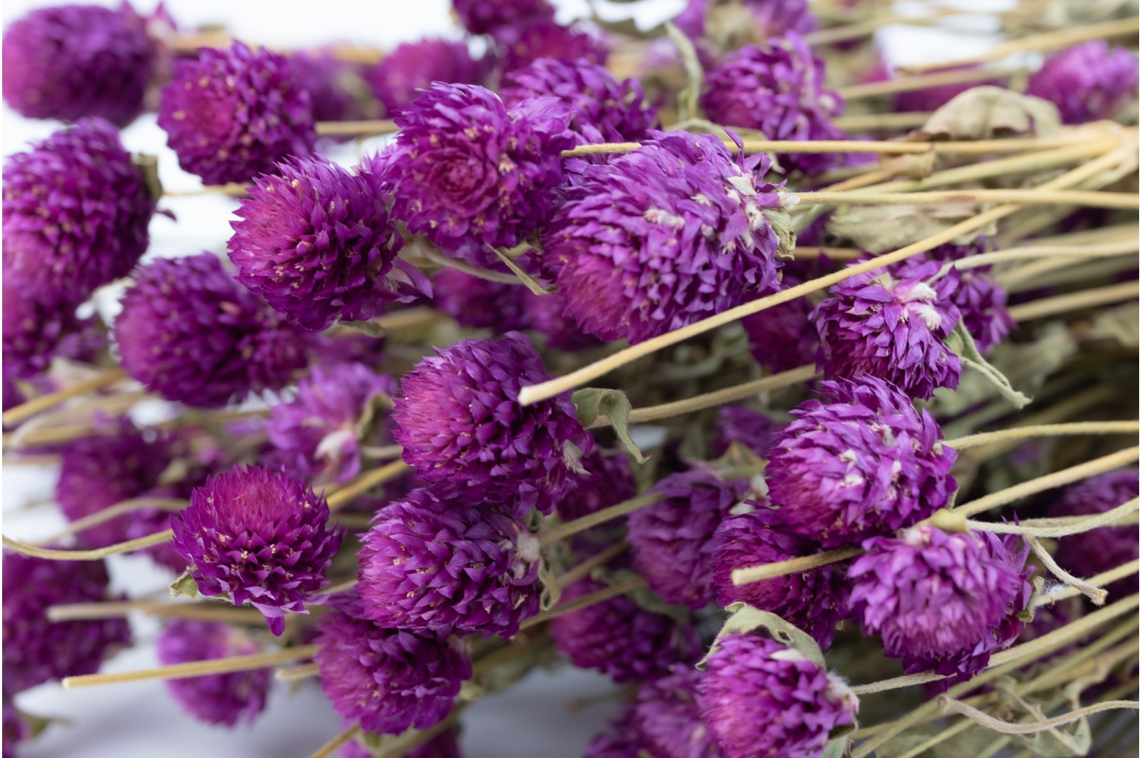 Gomphrena sec (19) Gomphrena sec (19)
