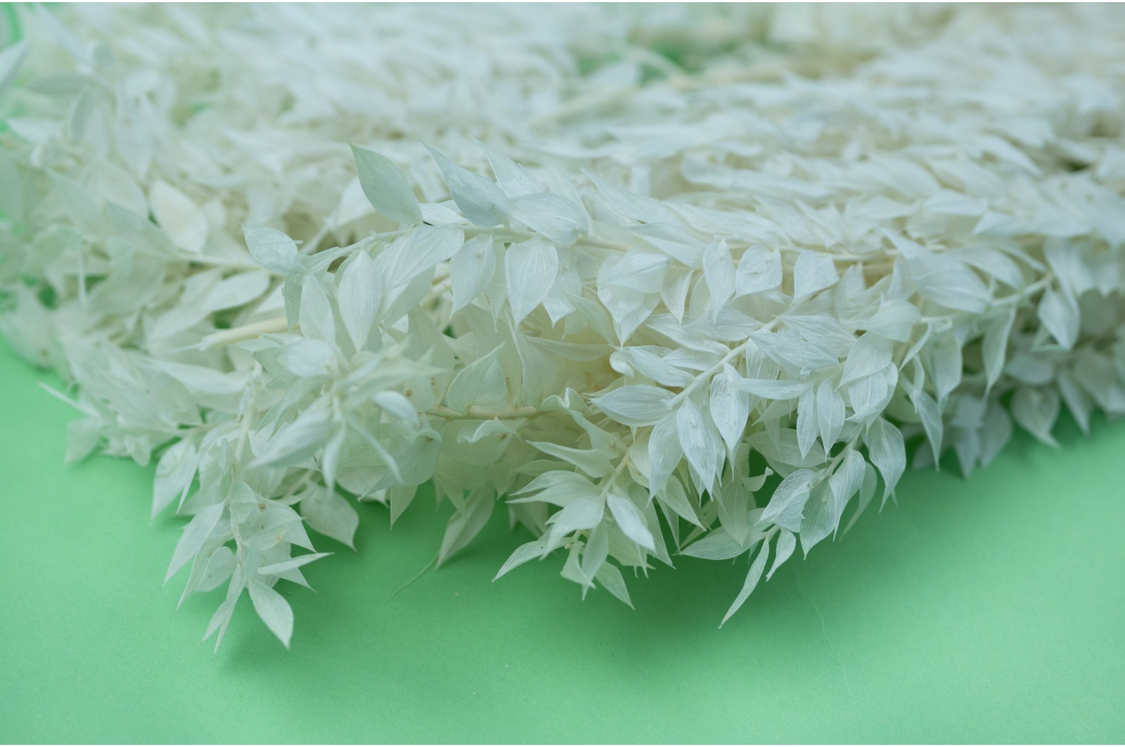 Preserved ruscus│Sale to professionals│Wholesaler of preserved plants