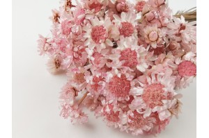 glixia-seche-geante-8.