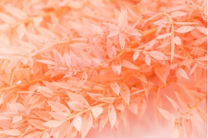 ruscus-stabilise-8