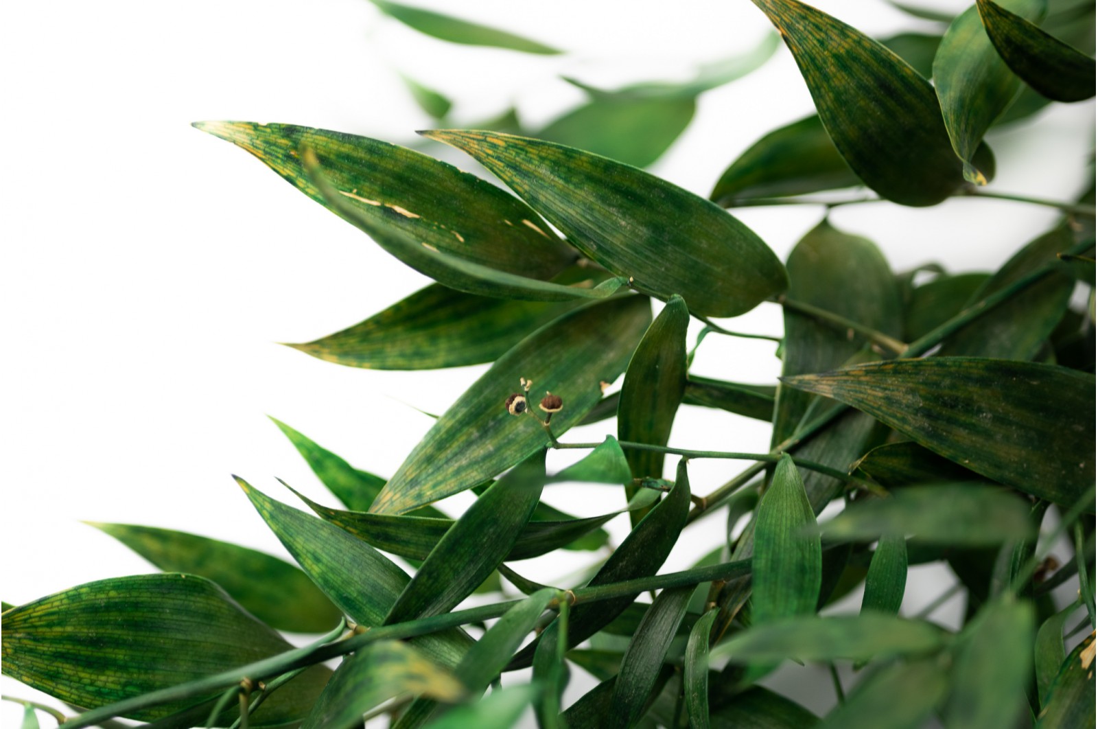 Preserved ruscus (11) Preserved ruscus (11)