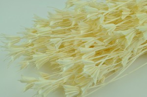 dried-nigella-orientalis-8.