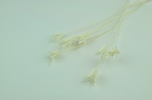 dried-nigella-orientalis-8.