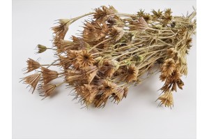 dried-nigella-orientalis-8.