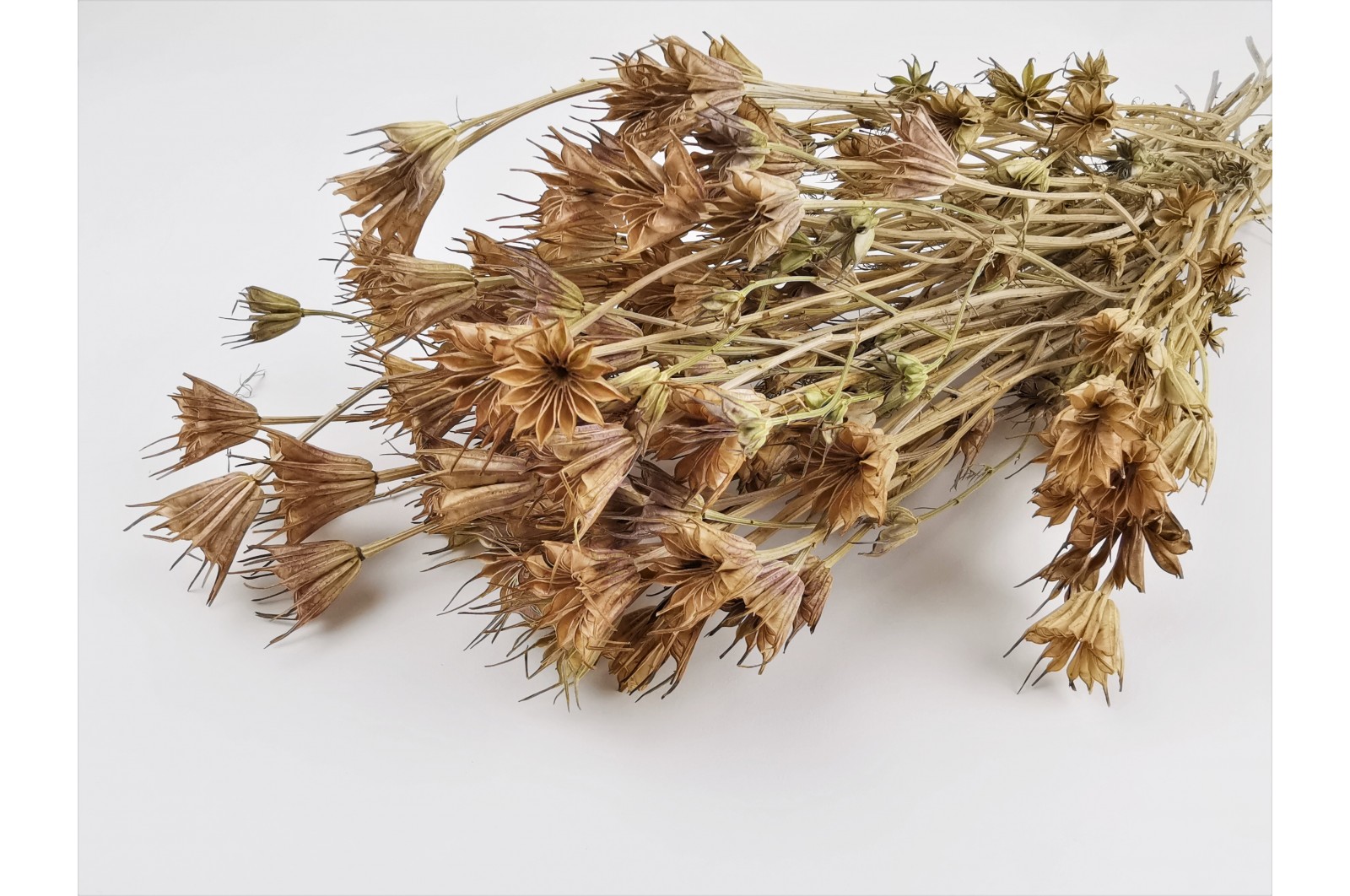 Dried nigella Orientalis (8) dried-nigella-orientalis-8