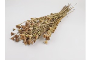 dried-nigella-orientalis-8.