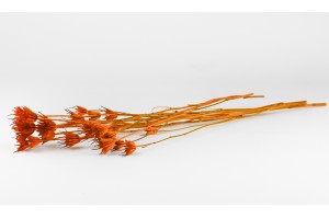 dried-nigella-orientalis-8.