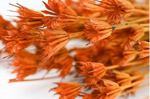 dried-nigella-orientalis-8.